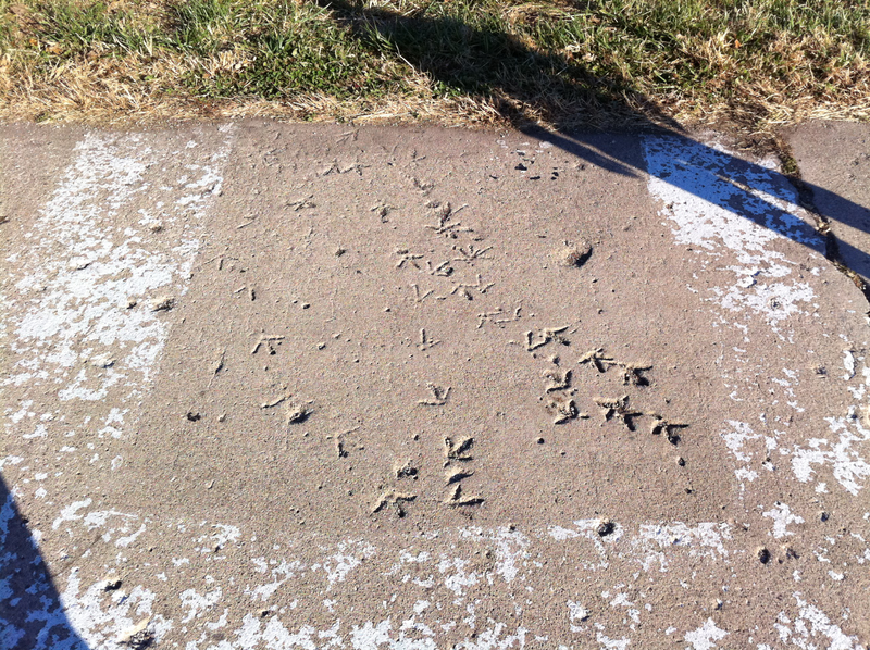 Illustration for article titled Route 66 turkey tracks